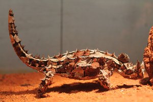 Thorny Devil (Moloch horridus) at Melbourne Museum 