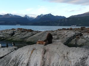 Seal lions and birds.