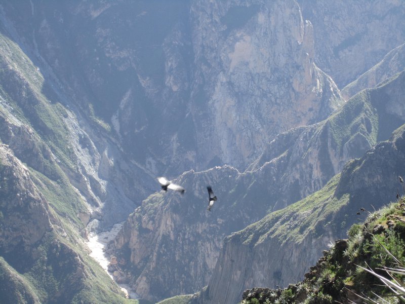 Condors swooping over the canyon