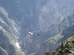 Condors swooping over the canyon