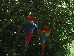 Parrots at the lodge