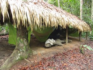 The shelter in the jungle