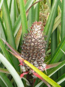 A pineapple growing