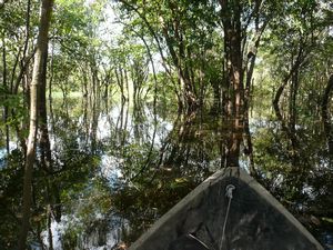 Paddling amongst the trees, just opposite the lodge