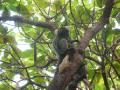 Monkey in the cashew tree