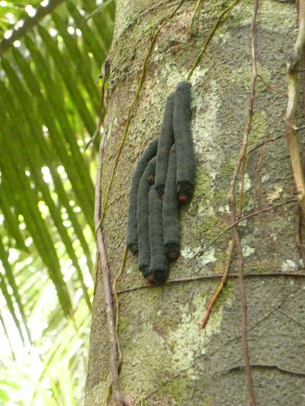 Caterpillars heading down a tree