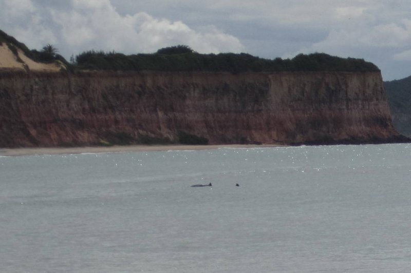 Dolphins at Dolphin Bay