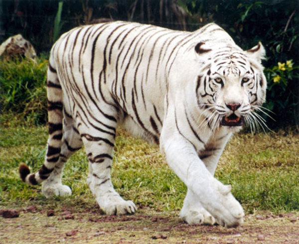 tigre blanco (no albino)