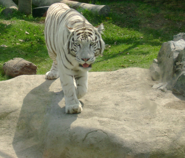 tigre blanco