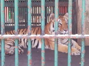 tigre bengala en trivandrum city