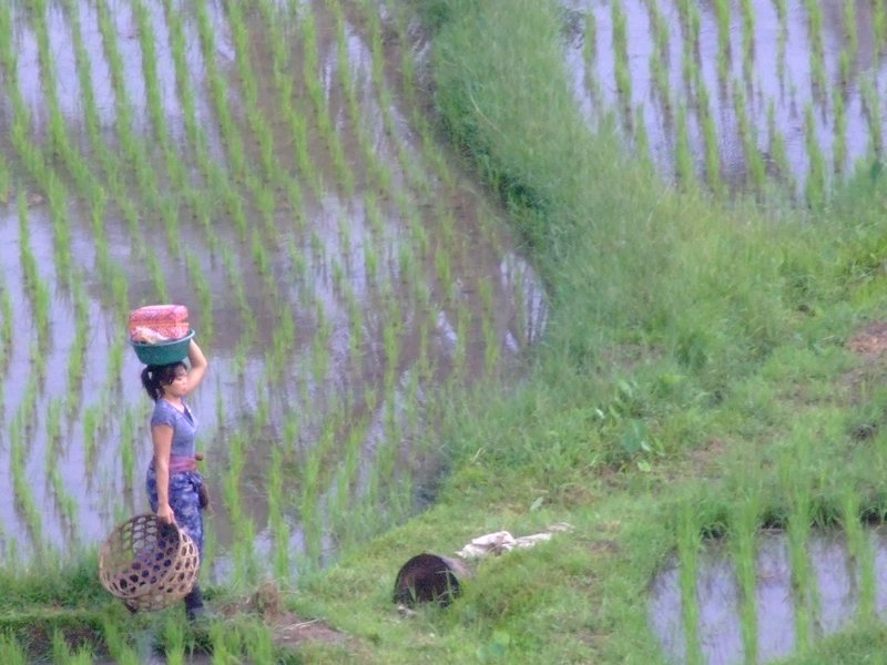 оризови поля и трудолюбиви индонезийци