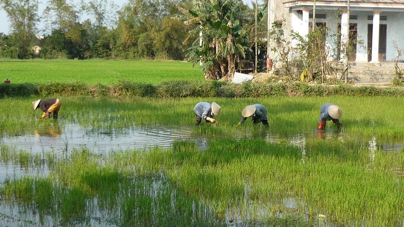 обработване на оризовите полета