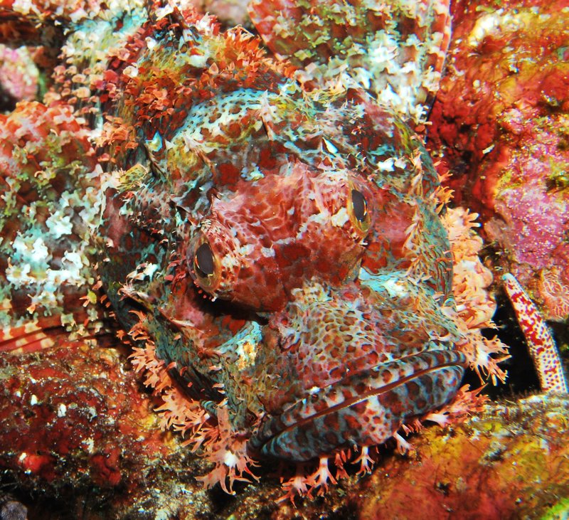 camo scorpionfish