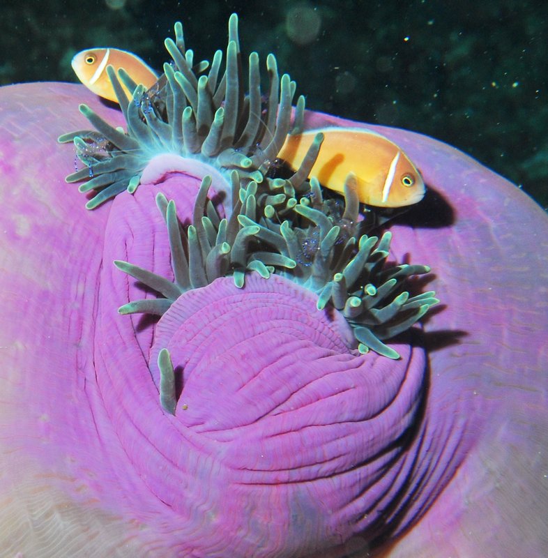 beautiful anemone!
