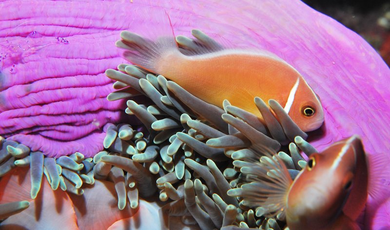 anemone fish 