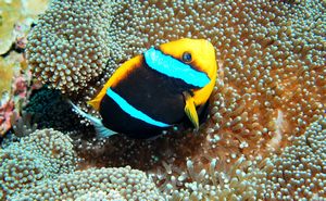 clown fish home security