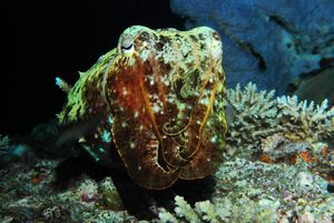 cuttlefish on early morning dive