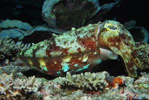 cuttlefish 2