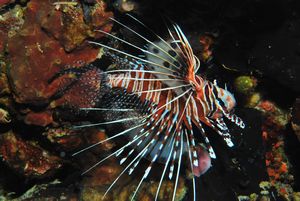 Lionfish...poisonous spines and all