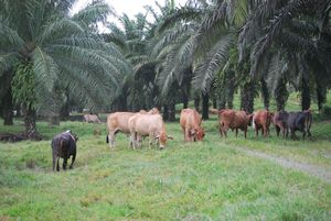 Never saw cattle grazing under palm trees!