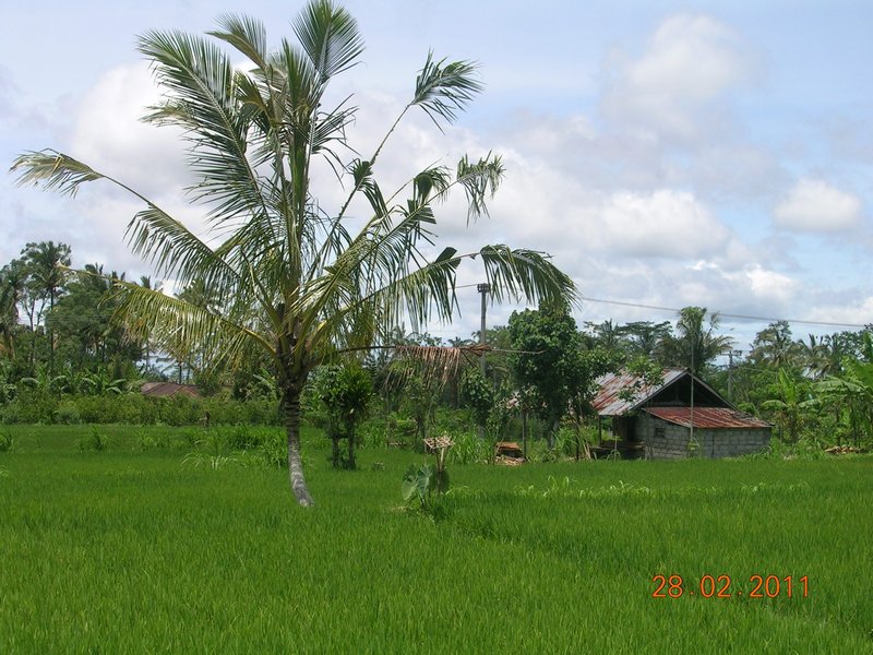 Rice paddy field in Bali