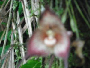 Blurry Orchid