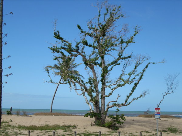Stripped tree