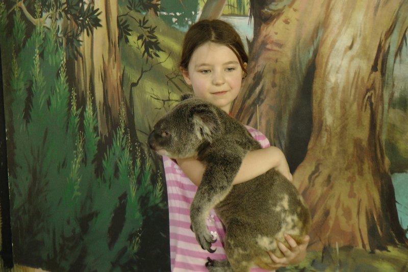 Cuddle Koala2