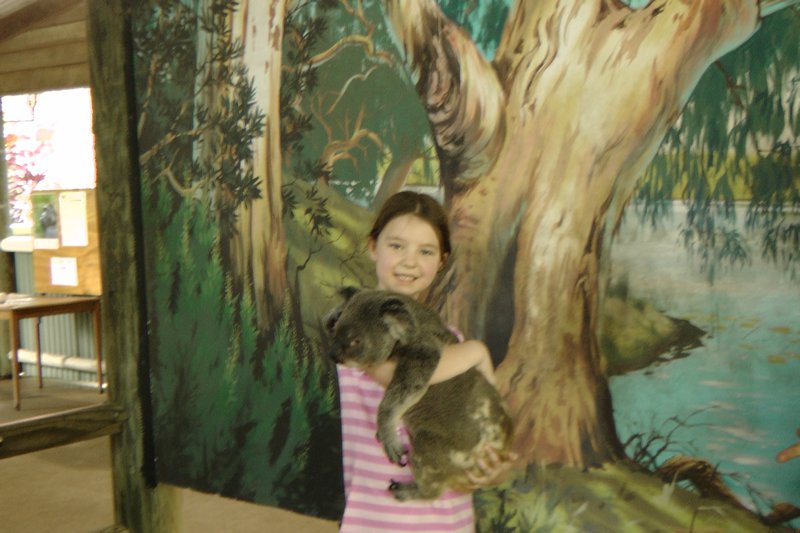 Cuddle Koala 1