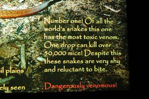 snake info