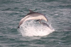 dolphins 148