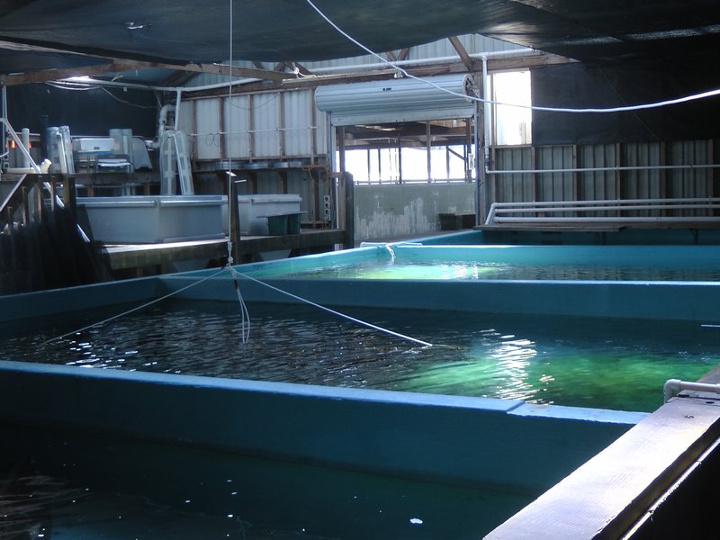 The Prawn Breeding tanks | Photo