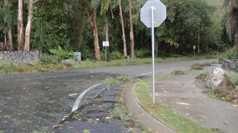 All the trees came down