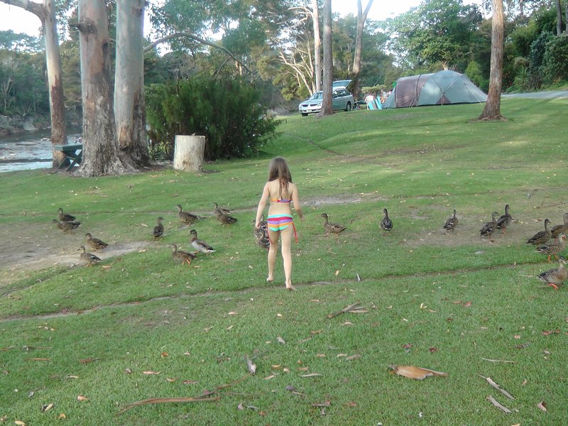 my friends the ducks 