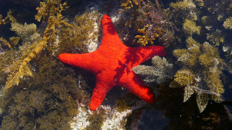 Red Star fish