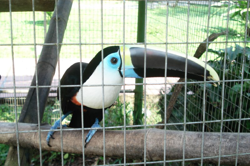 a Tucan