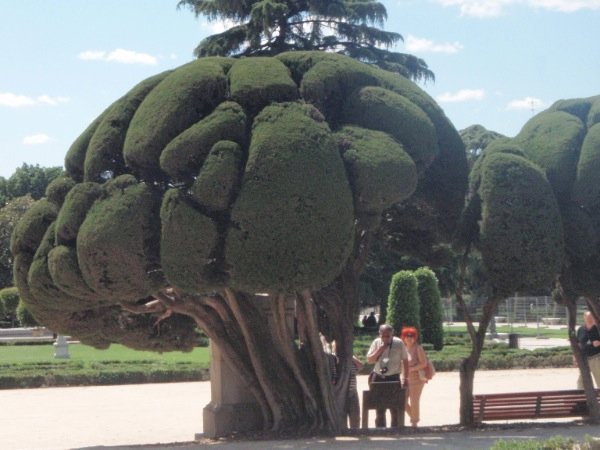 awesome trees- like bonsai but bigger!