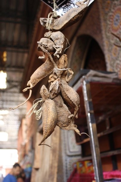 dried chameleons