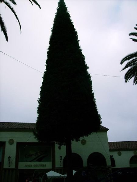 Futur arbre de Noel