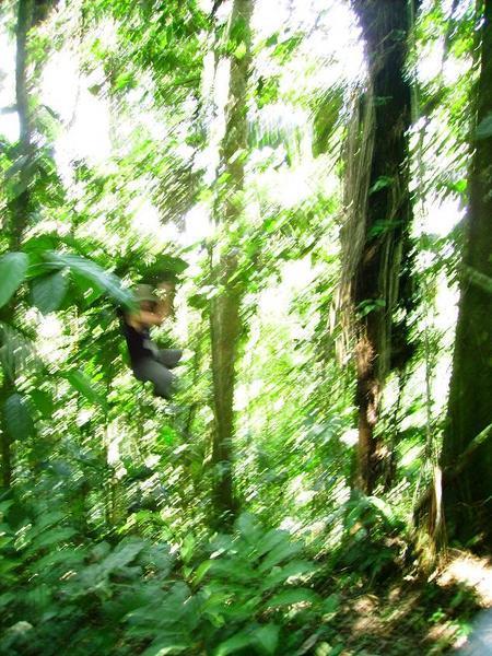 Jungle #2