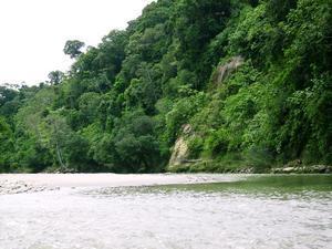 Jungle #1 Jungle #1