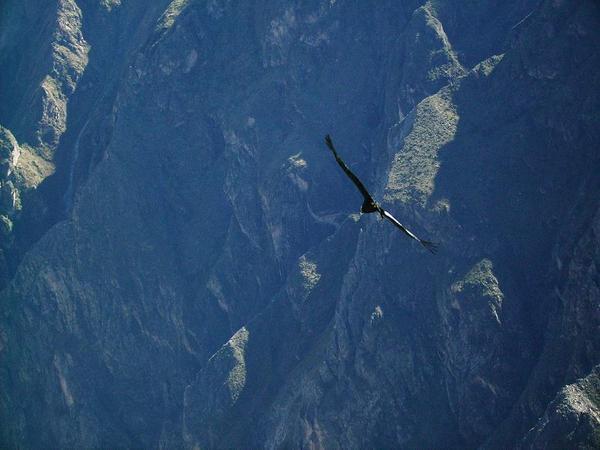 Le Grand Condor des Andes