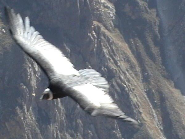 Condor (prise avec le zoom de la cinécaméra)
