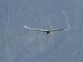 Condor (prise avec le zoom de la cinécaméra)