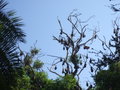Fruit Bats In Botanical gardens Sydney