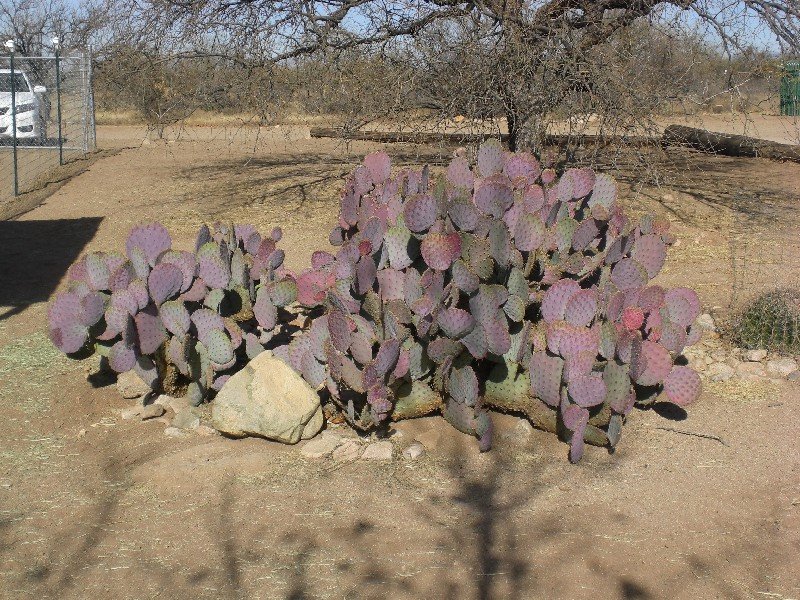Paarse cactus!