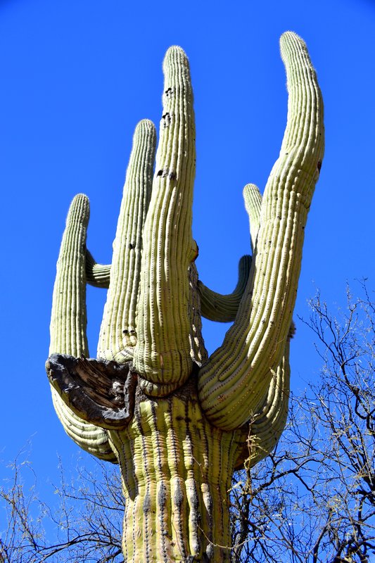 Giant Saguaro12