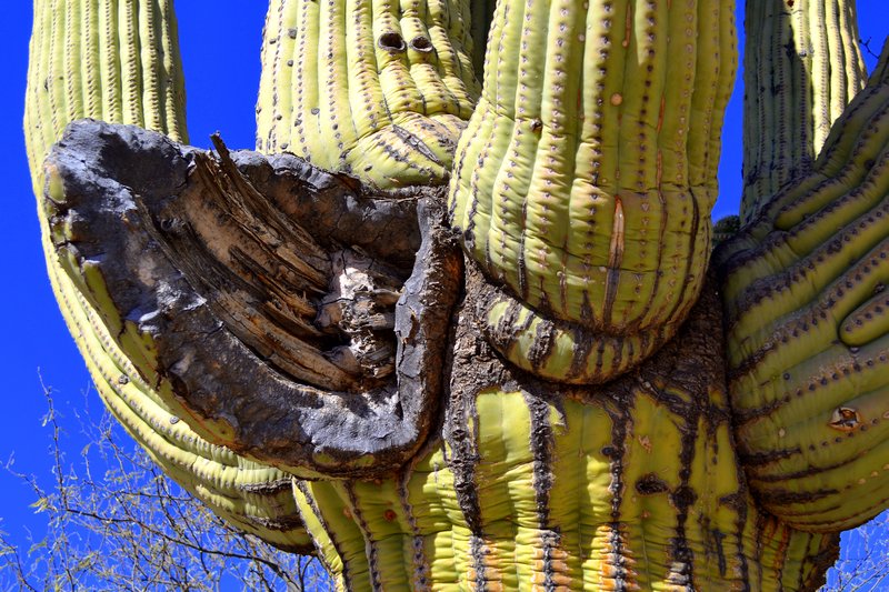Giant Saguaro10