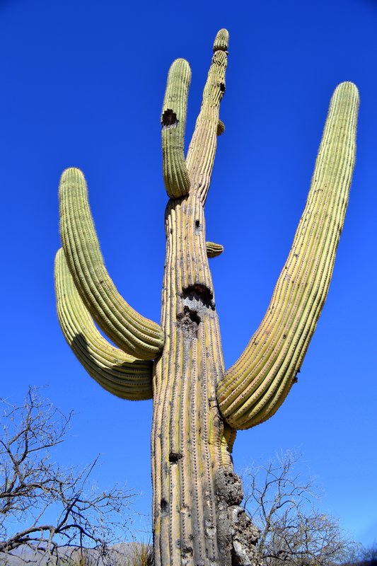 Giant Saguaro13