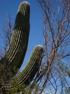 Giant Saguaro 1